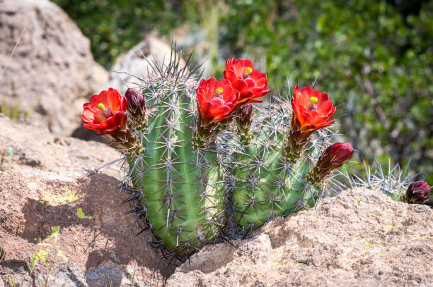 copa claret cactus - cactus blooming southwest usa flower head fotografías e imágenes de stock