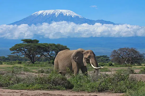 Photo of Elephant matriarch in front of Mount Kilimanjaro, Kenya
