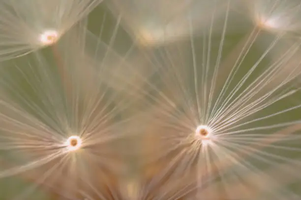 beautiful dandelionseed with close-up, taken at shimizu japan