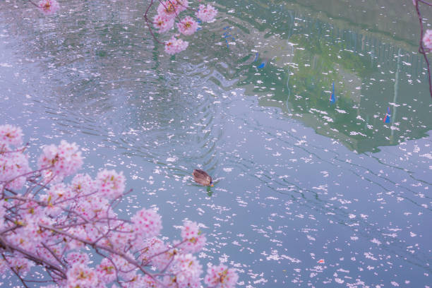 istock Duck to swim the river cherry blossoms fill 1338254976
