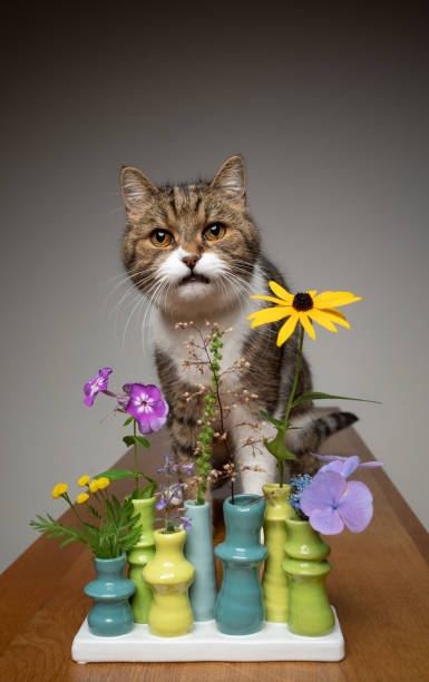 istock cute cat with different plants in small flower vase 1338255344