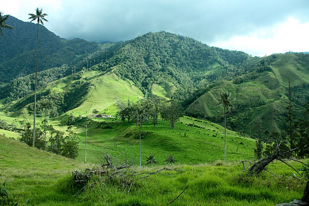 cocora 밸리 및 팜형. 콜롬비아 - environmental conservation herb meadow sky 뉴스 사진 이미지
