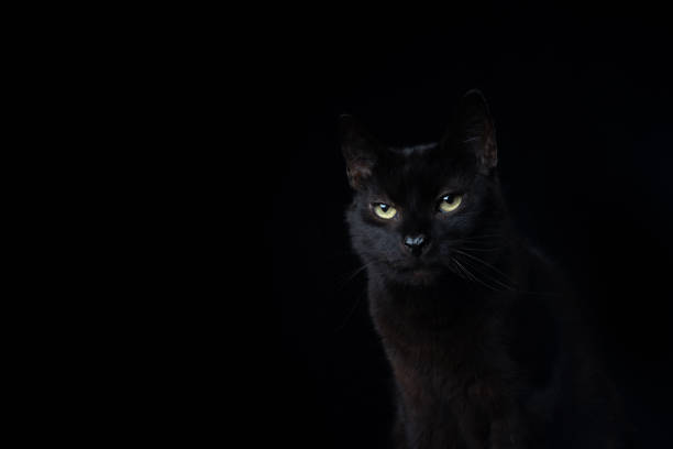 istock black cat on black background portrait 1338256088