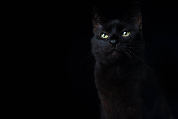 istock black cat on black background portrait 1338256116