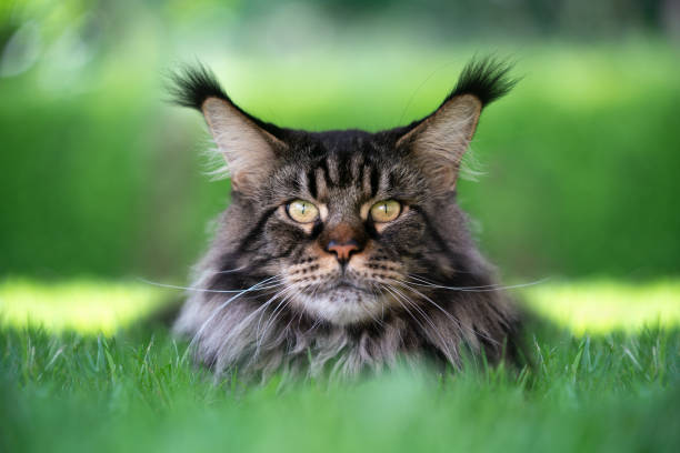 istock black tabby maine coon cat resting on green grass portrait 1338256175