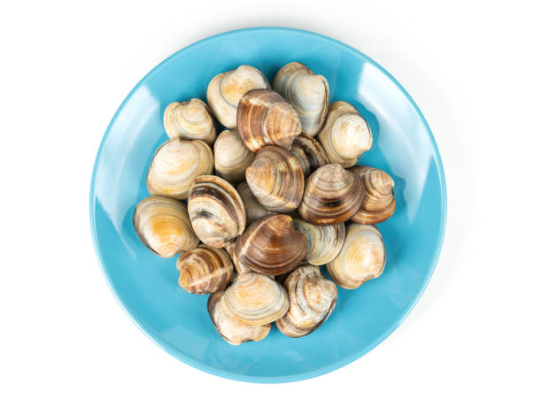 istock Clams in Blue Plate on White Background 1338256204