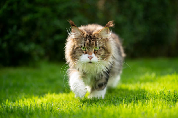 chat maine coon blanc tabby marchant sur l’herbe verte au soleil - rodent photos et images de collection