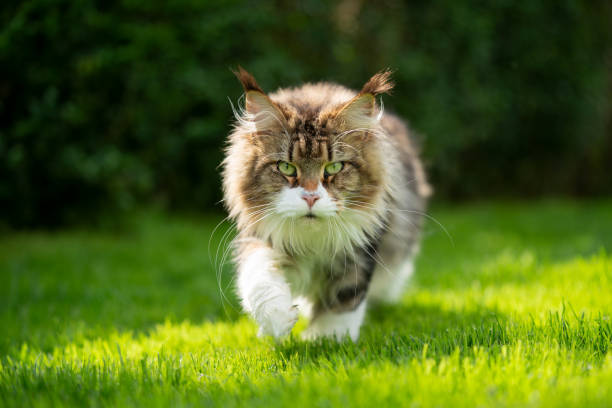 tabby white maine coon cat walking on green grass in sunlight fluffy tabby white maine coon cat outdoors in sunny green garden walking towards camera looking prowling stock pictures, royalty-free photos & images