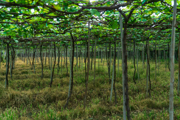 Green grape garden in Phan Rang,  Ninh Thuan province, central Vietnam