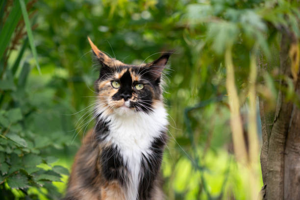 Long Hair Tortoiseshell Cat Stock Photos, Pictures & Royalty-Free Images -  iStock