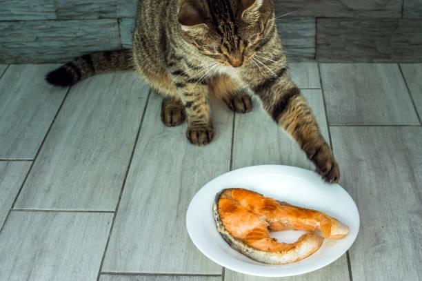 istock cat is going to eat fried fish trout from the plate 1338256757