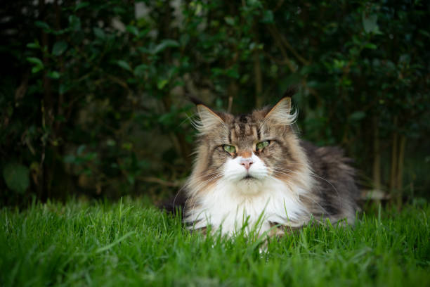 istock fluffy tabby white maine coon cat lying on green grass 1338256967