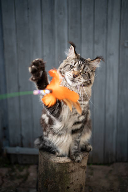 istock tabby maine coon cat playing with feather toy 1338257125