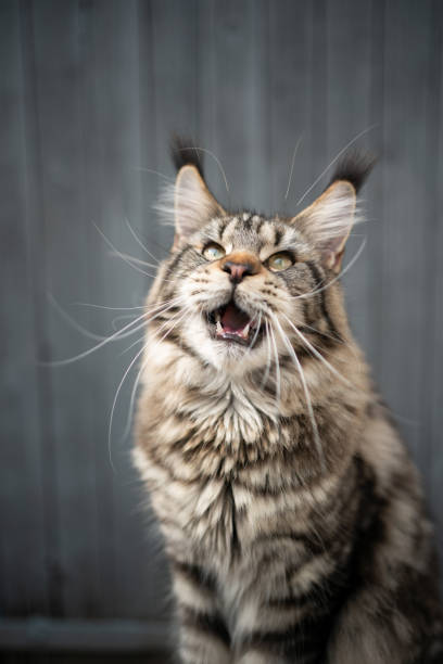 istock chattering maine coon cat looking up  with mouth open 1338257165