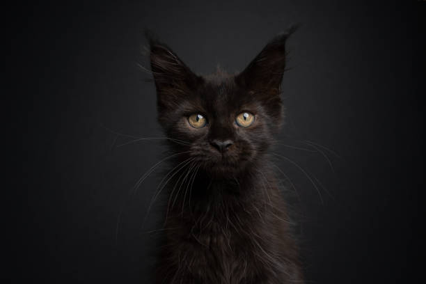 istock cute black maine coon kitten portrait on black background 1338257266