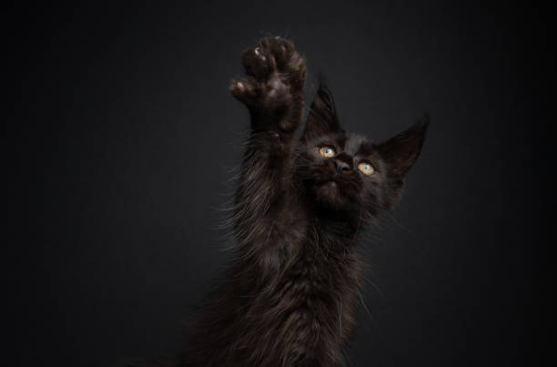 istock cute playing maine coon kitten raising paw 1338257438