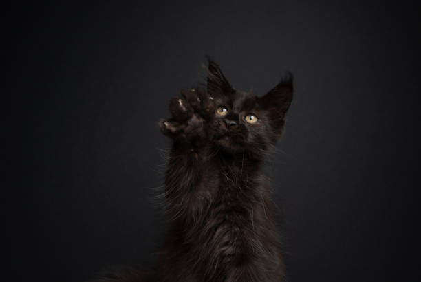 istock cute playing maine coon kitten raising paw 1338257808