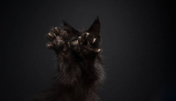 istock cute playing maine coon kitten raising paw 1338257823