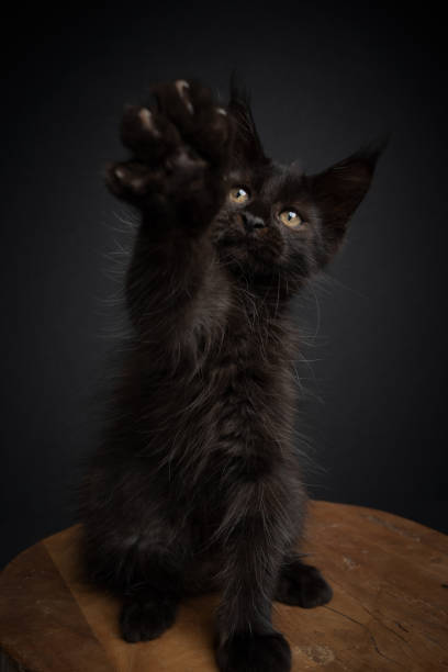 istock cute playing maine coon kitten raising paw 1338258426