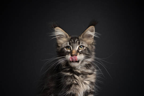 istock cute hungry maine coon kitten licking lips 1338258466