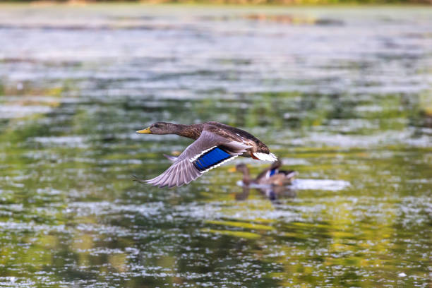 istock Bird. The mallard duck in flight 1338259126