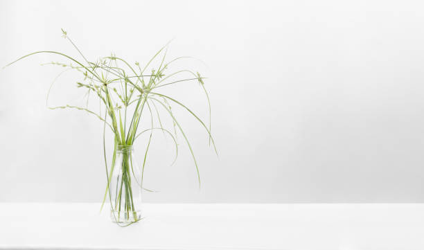 istock Minimal with green grass flower 1338259140