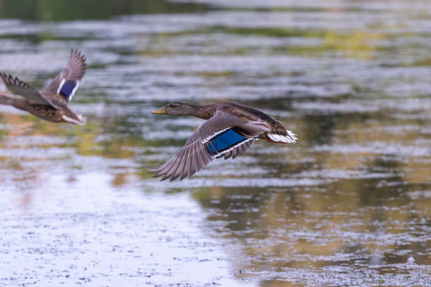 istock Bird. The mallard duck in flight 1338259747