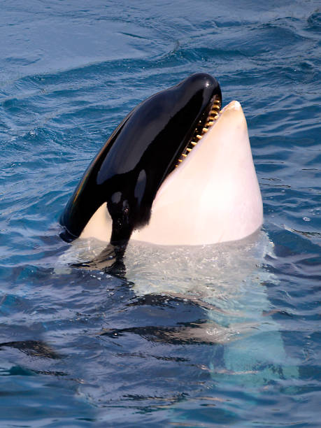 istock Head of killer whale 1338259931