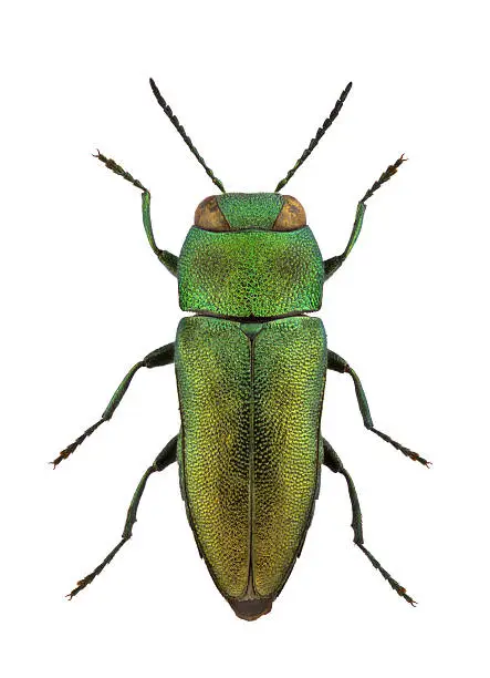 A male of Anthaxia rossica, jewel beetle, isolated on a white background