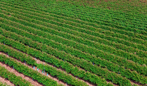 istock Texture of Vine rows. Vineyards on rolling hills. High angle view. Beautiful Lush Grape Vineyard. Vineyard in a row 1338259964