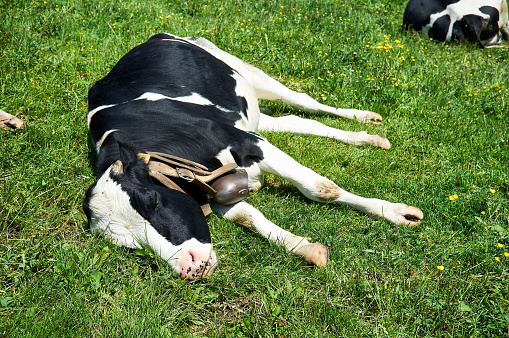 Dairy cow sleeps lying on the grass of the pasture in summer
