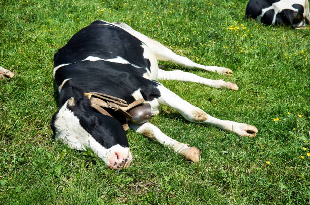 Dairy cow sleeps lying on the grass Dairy cow sleeps lying on the grass of the pasture in summer sleeping cow stock pictures, royalty-free photos & images