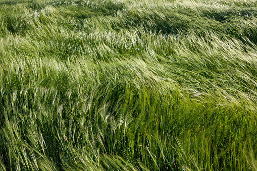 Full frame photo of green wheat field in wind. Blurred motion effect is applied. No people are seen in frame. Shot with a full frame DSLr camera.