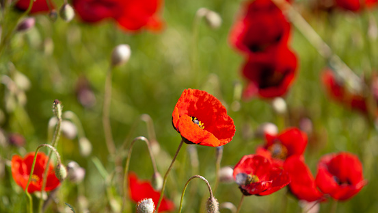Photo of red corn poppy flowers in nature. No people are seen in frame. Shot under daylight with a full frame DSLR camera.
