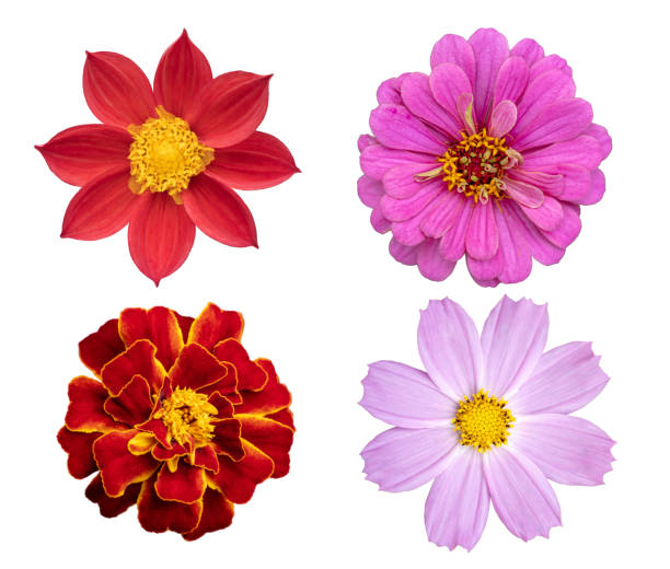 Autumn Flowers in a garden collection set. Flower isolated on white background. Objects series flower head stock pictures, royalty-free photos & images