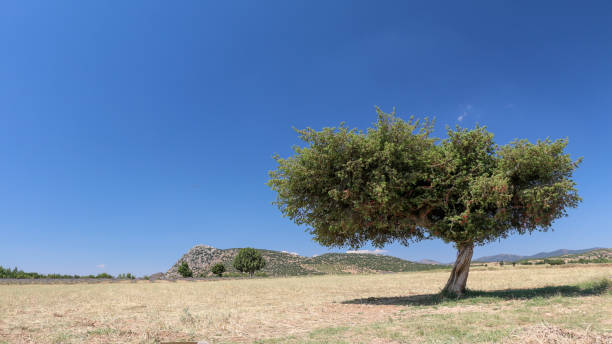 istock Alone shaded green tree in the middle of the grass under blue sky 1338261862
