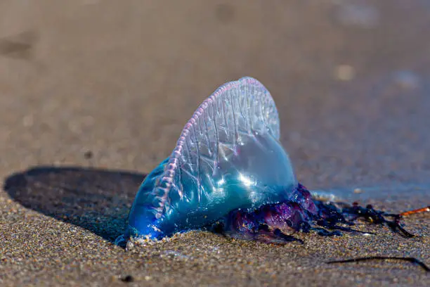 Portuguese man o' war on the beach in South Florida with vibrant blue and purple colors