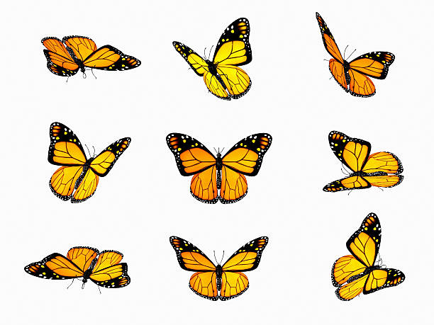 Various angles of butterflies flying on a white background stock photo