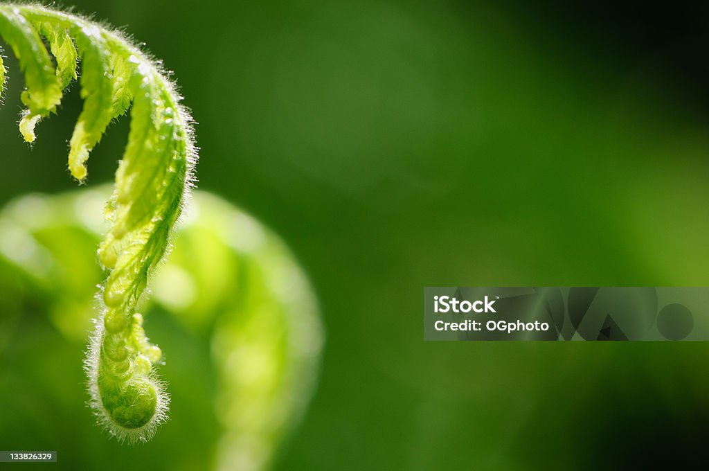 Helecho con hojas de apertura - Foto de stock de Abrir libre de derechos