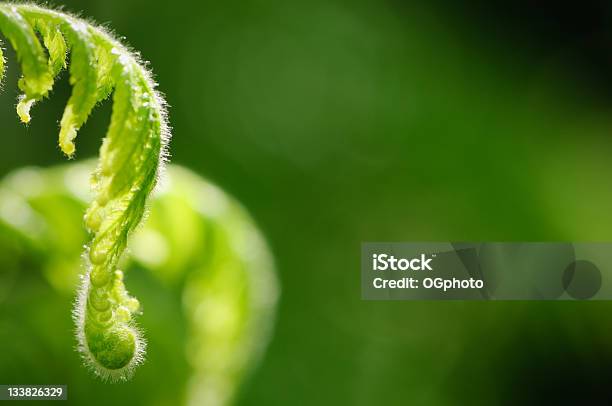 Foto de Samambaia Folha De Abertura e mais fotos de stock de Abrindo - Abrindo, Beleza natural - Natureza, Colorido