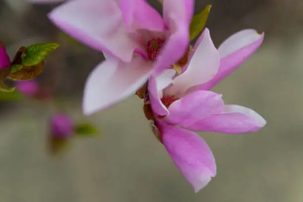Flower-Pink Magnolia-Tulip Tree-Howard County, Indiana
