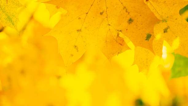 feuilles d’érable d’automne. feuilles d’érable d’automne colorées sur une branche d’arbre. belles feuilles d’érable en automne par temps ensoleillé. gros plan - japanese maple autumn leaf tree photos et images de collection