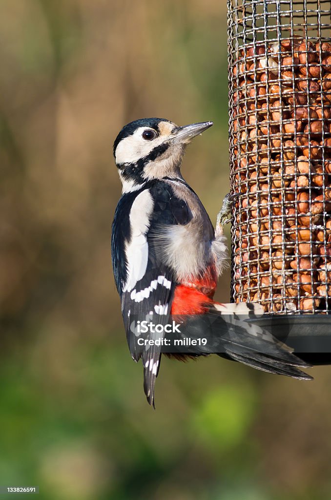 Specht auf bird feeder - Lizenzfrei Erdnuss Stock-Foto