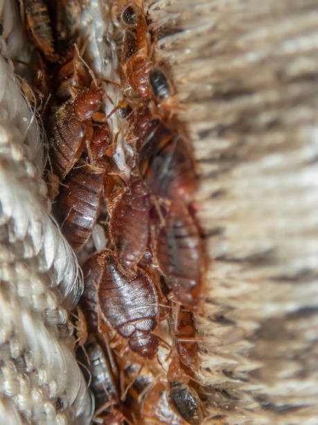 istock Serious bed bug infestation, bed bugs developed unnoticed on the mattress in folds and seams 1338267689