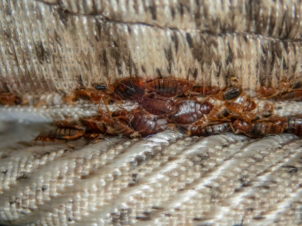 Serious bed bug infestation, bed bugs developed unnoticed on the mattress in folds and seams Serious bed bug infestation, bed bugs developed unnoticed on the mattress in folds and seams. infestation photos stock pictures, royalty-free photos & images
