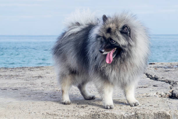 un soffice cane keeshond si trova su un molo di mare. - keeshond foto e immagini stock