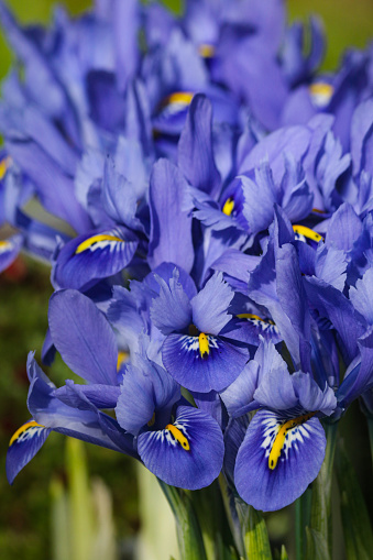 Stock photo showing some blue, dwarf iris flowers that are growing in a spring garden border, flowering in the sunshine.
