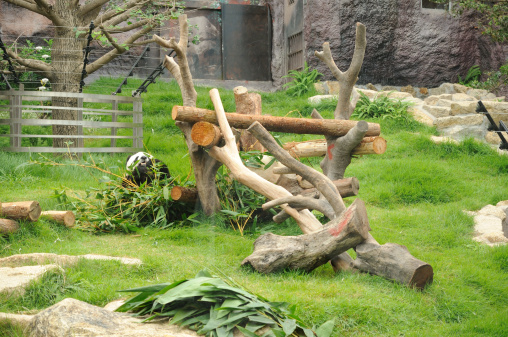 Giant panda eating bamboo leaf