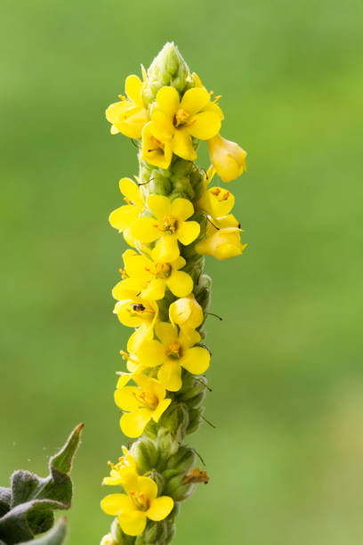 Bees collecting nectar on yellow flowers, pollination process.