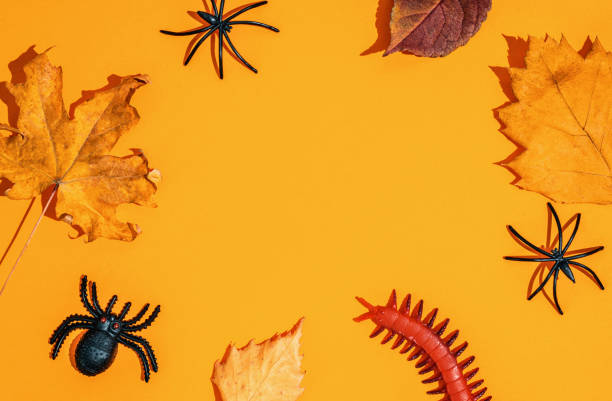 istock orange halloween background. black spiders, autumn leaves 1338272090
